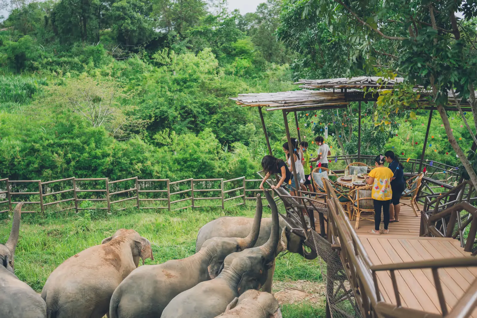 An Inspiring Day at Samui Elephant Kingdom 1