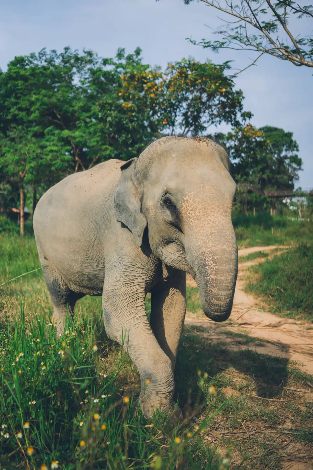 An Inspiring Day at Samui Elephant Kingdom 3
